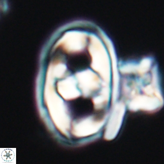 Gorkaea pseudanthophorus 6386