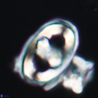 Gorkaea pseudanthophorus 6387