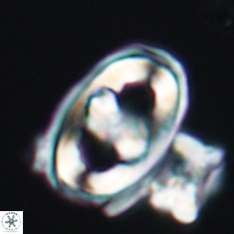 Gorkaea pseudanthophorus 6387