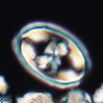 Gorkaea pseudanthophorus 6432