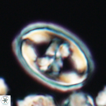 Gorkaea pseudanthophorus 6432