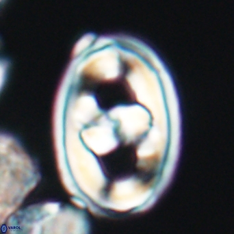 Gorkaea pseudanthophorus 6435