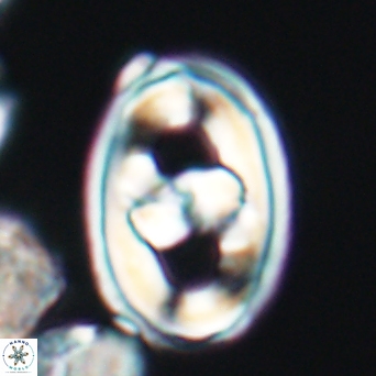 Gorkaea pseudanthophorus 6435