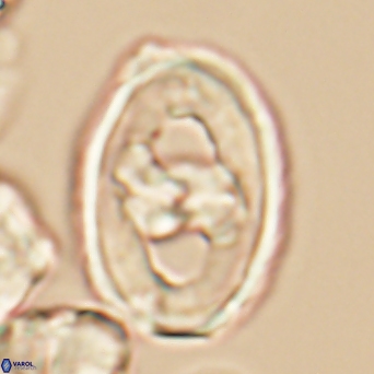 Gorkaea pseudanthophorus 6438