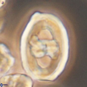 Gorkaea pseudanthophorus 6439