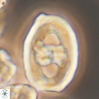 Gorkaea pseudanthophorus 6439