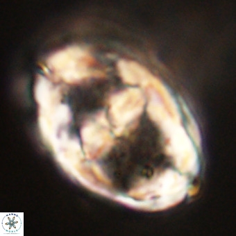Gorkaea pseudanthophorus VR 22666