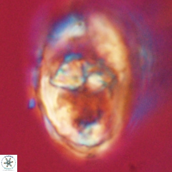 Gorkaea pseudanthophorus VR 22668