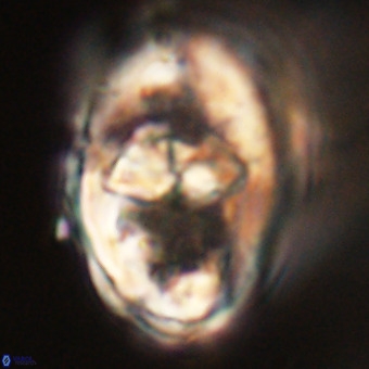 Gorkaea pseudanthophorus VR 22669