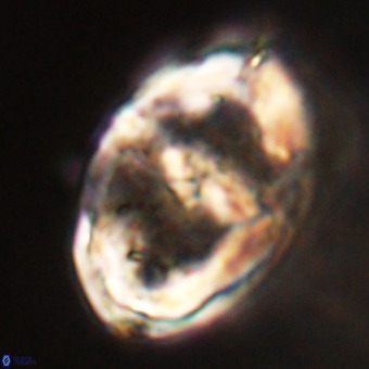 Gorkaea pseudanthophorus VR 22670