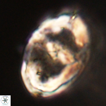 Gorkaea pseudanthophorus VR 22670