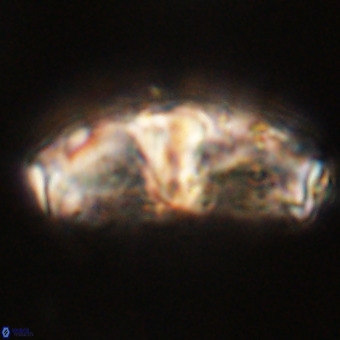 Gorkaea pseudanthophorus VR 22675