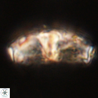 Gorkaea pseudanthophorus VR 22675