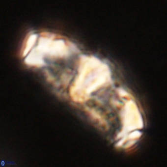 Gorkaea pseudanthophorus VR 22680