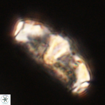 Gorkaea pseudanthophorus VR 22680
