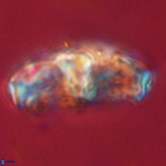Gorkaea pseudanthophorus VR 22682
