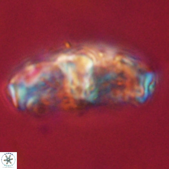 Gorkaea pseudanthophorus VR 22682