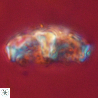 Gorkaea pseudanthophorus VR 22683