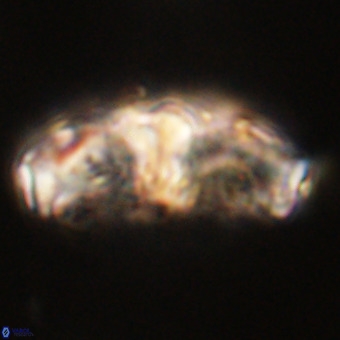 Gorkaea pseudanthophorus VR 22684
