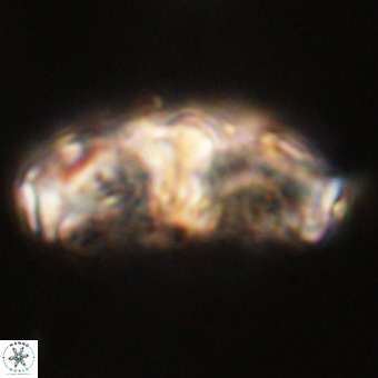 Gorkaea pseudanthophorus VR 22684