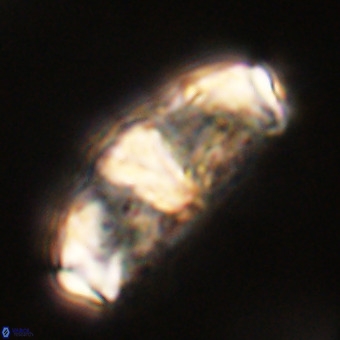 Gorkaea pseudanthophorus VR 22685