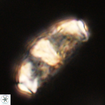 Gorkaea pseudanthophorus VR 22685