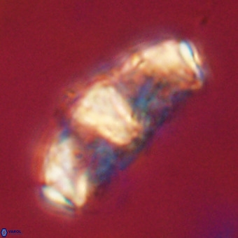 Gorkaea pseudanthophorus VR 22686