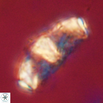 Gorkaea pseudanthophorus VR 22686