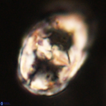 Gorkaea pseudanthophorus VR 22695