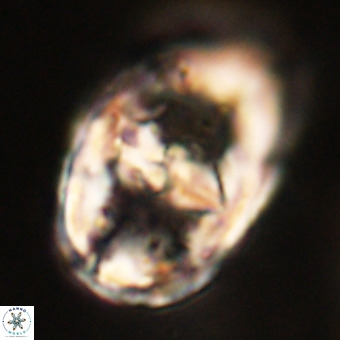 Gorkaea pseudanthophorus VR 22695