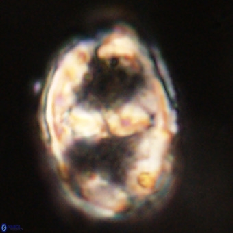 Gorkaea pseudanthophorus VR 22698