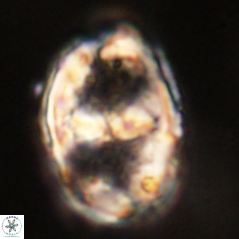 Gorkaea pseudanthophorus VR 22698