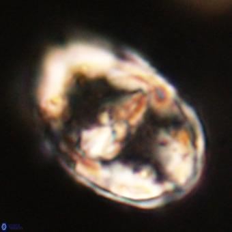 Gorkaea pseudanthophorus VR 22699