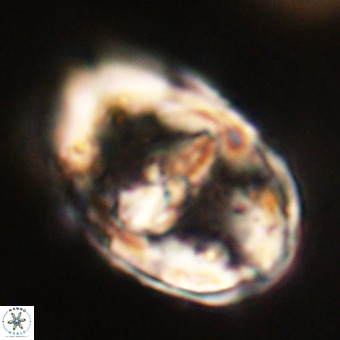 Gorkaea pseudanthophorus VR 22699