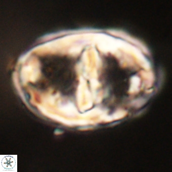 Gorkaea pseudanthophorus VR 22701