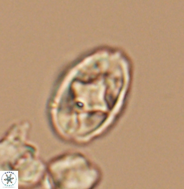 Gorkaea rhombocclusa 11353