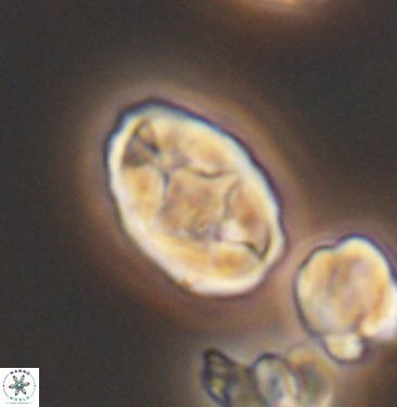 Gorkaea rhombocclusa 11354