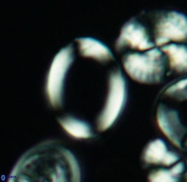 Gorkaea sp A 4233
