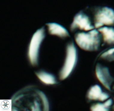 Gorkaea sp A 4233