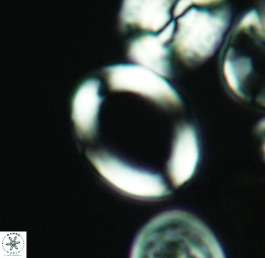Gorkaea sp A 4236