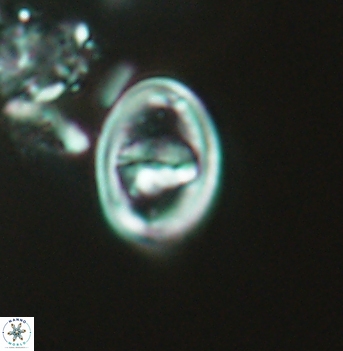 Glaukolithus bicrescenticus 04939