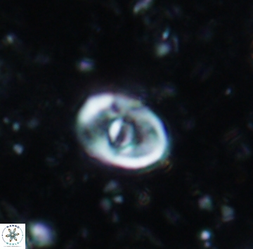 Glaukolithus bicrescenticus 1142