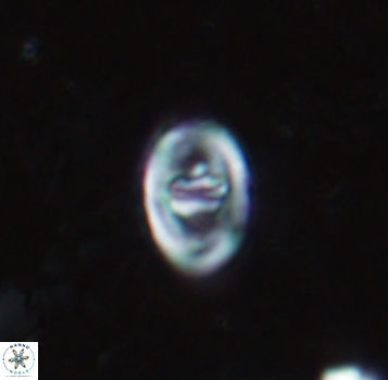 Glaukolithus bicrescenticus 1867