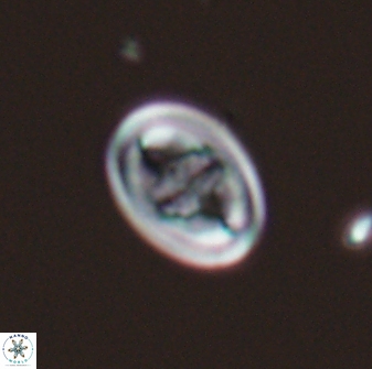 Glaukolithus bicrescenticus 28757