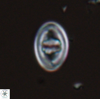 Glaukolithus bicrescenticus 28760