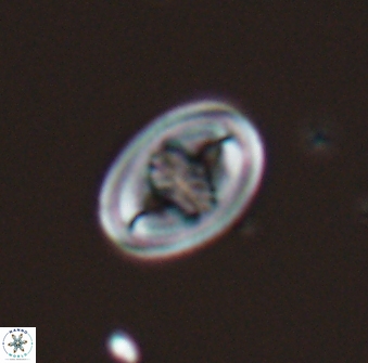 Glaukolithus bicrescenticus 28761