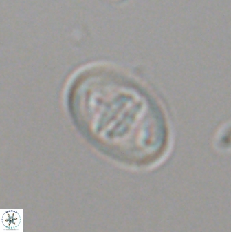 Glaukolithus bicrescenticus 28763