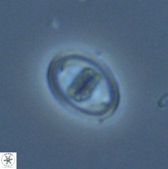 Glaukolithus bicrescenticus 28764