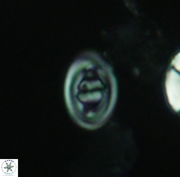 Glaukolithus bicrescenticus 3919