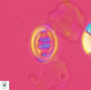 Glaukolithus bicrescenticus 3920